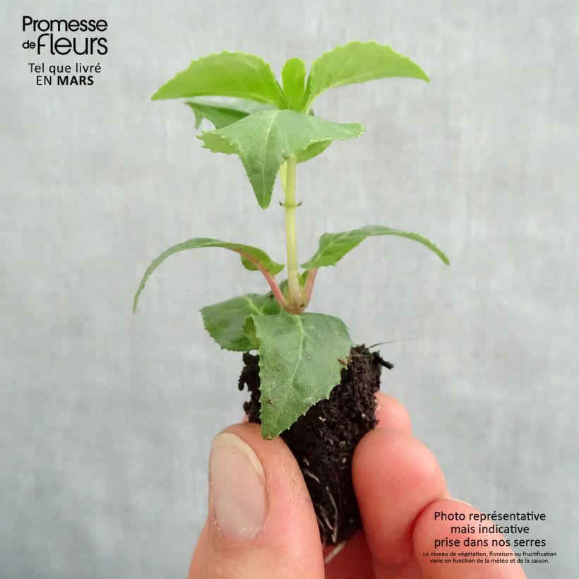 Example of Fuchsia Royal Mosaïc - Fucsia Mini zolla Ø 1,5/2,5 cm as you get in printemps