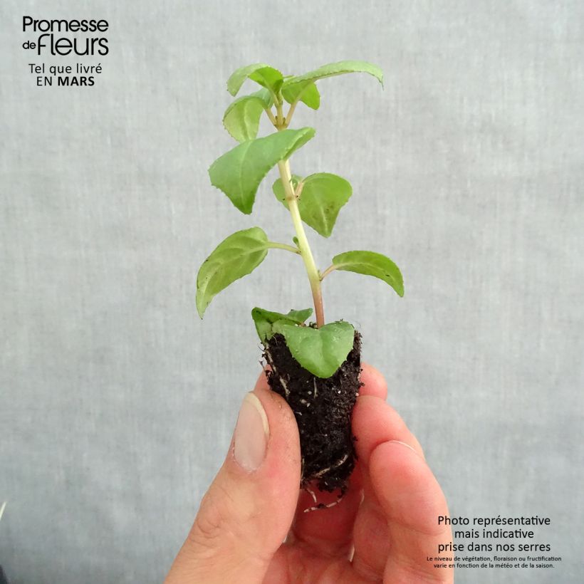 Example of Fuchsia Sir Matt Busby - Fucsia Mini zolla Ø 1,5/2,5 cm as you get in printemps