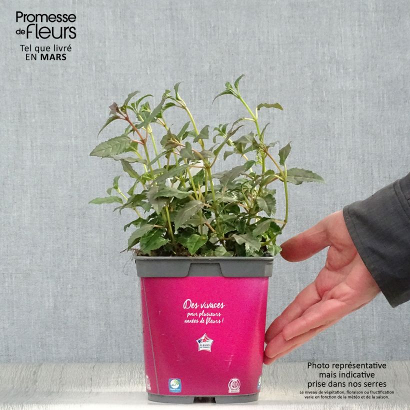 Fucsia Alice Hoffman Vaso da 2L/3L esemplare consegnato in primavera