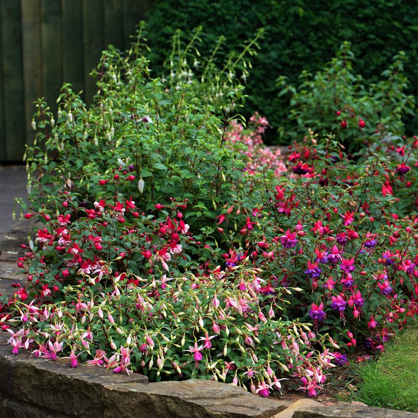 Fucsia Alice Hoffman (Porto)