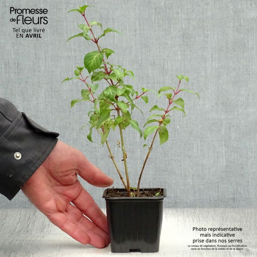 Fuchsia Blue Sarah - Fucsia Vasetto da 7/8 cm esemplare consegnato in primavera