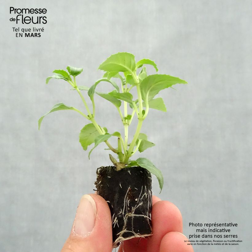 Fuchsia Blue Sarah - Fucsia mini zolla... esemplare consegnato in primavera