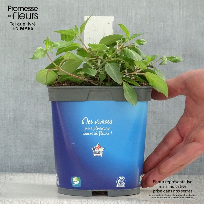 Fuchsia Blue Sarah - Fucsia Vaso da 2L/3L esemplare consegnato in primavera