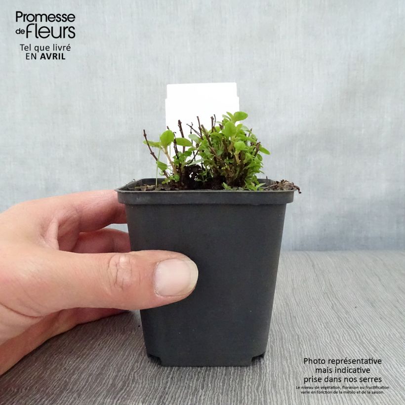 Fuchsia Lady Thumb - Fucsia Vasetto da 8/9 cm esemplare consegnato in primavera