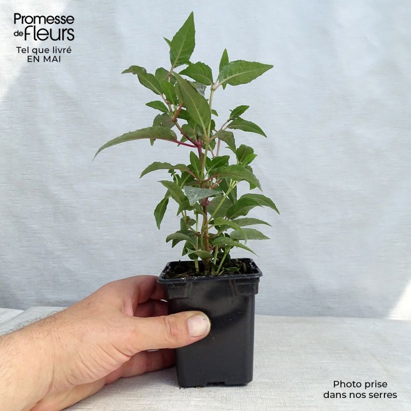 Fuchsia Mme Cornelissen - Fucsia Vasetto da 7/8 cm esemplare consegnato in primavera