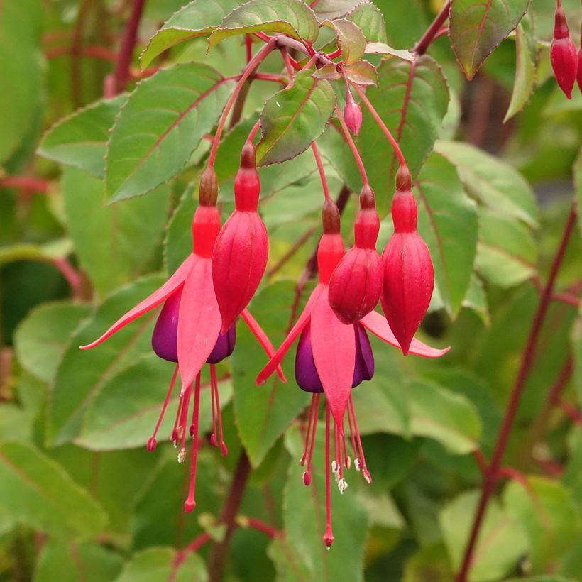 Fuchsia Mrs Popple - Fucsia (Fioritura)