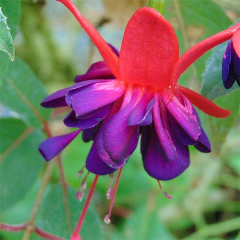 Fuchsia Princess Dollar - Fucsia (Flowering)