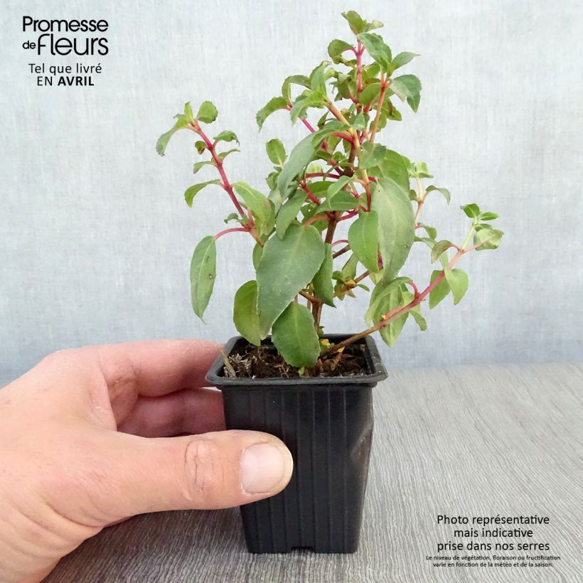Example of Fuchsia Princess Dollar - Fucsia Vasetto da 7/8 cm as you get in printemps