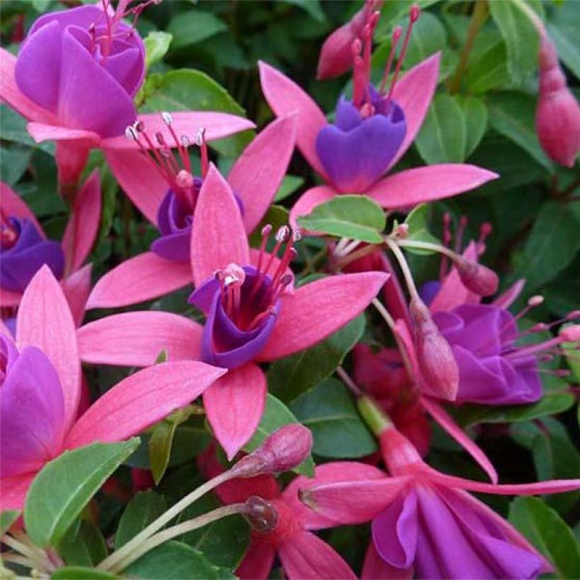 Fuchsia Tom Thumb - Fucsia (Flowering)