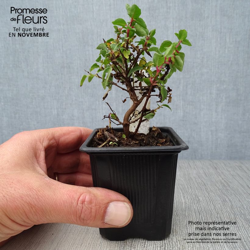 Esemplare di Fuchsia Tom Thumb - Fucsia Vasetto da 8/9 cm come consegnato in autunno