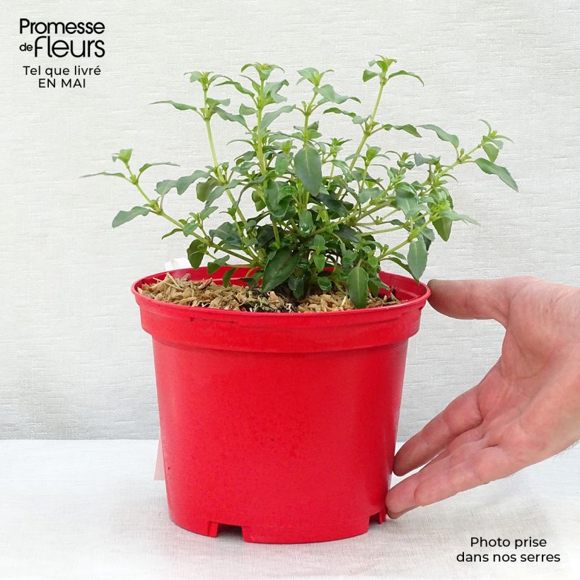 Example of Fuchsia Tom Thumb - Fucsia Vaso da 2L/3L as you get in printemps