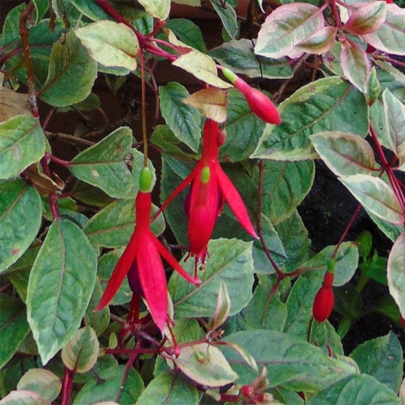 Fuchsia Tom West - Fucsia (Flowering)