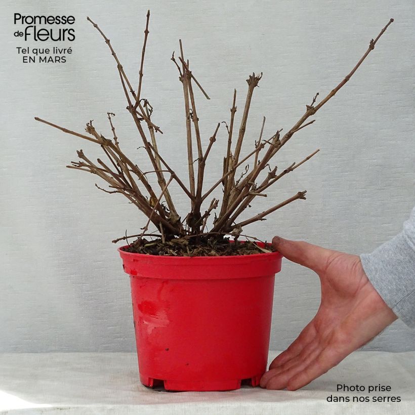 Example of Fuchsia Tom West - Fucsia Vaso da 2L/3L as you get in printemps