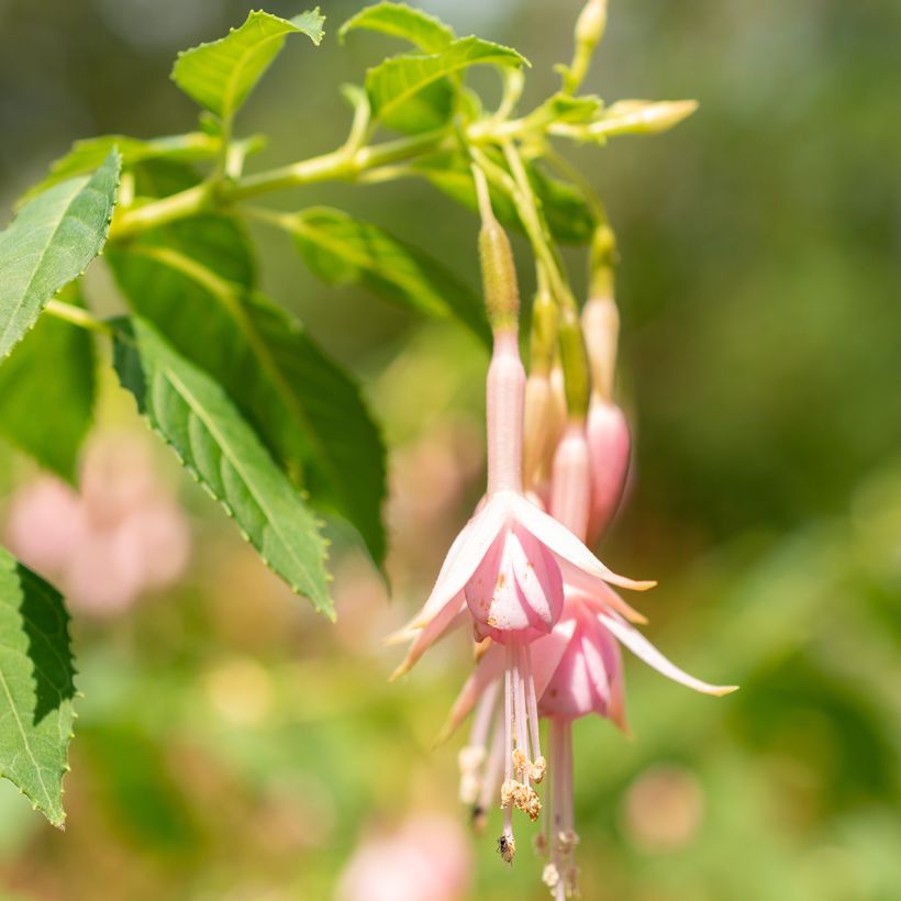 Fuchsia Whiteknights Pearl - Fucsia (Flowering)
