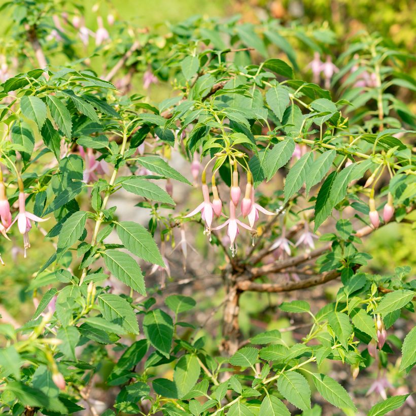 Fuchsia Whiteknights Pearl - Fucsia (Plant habit)
