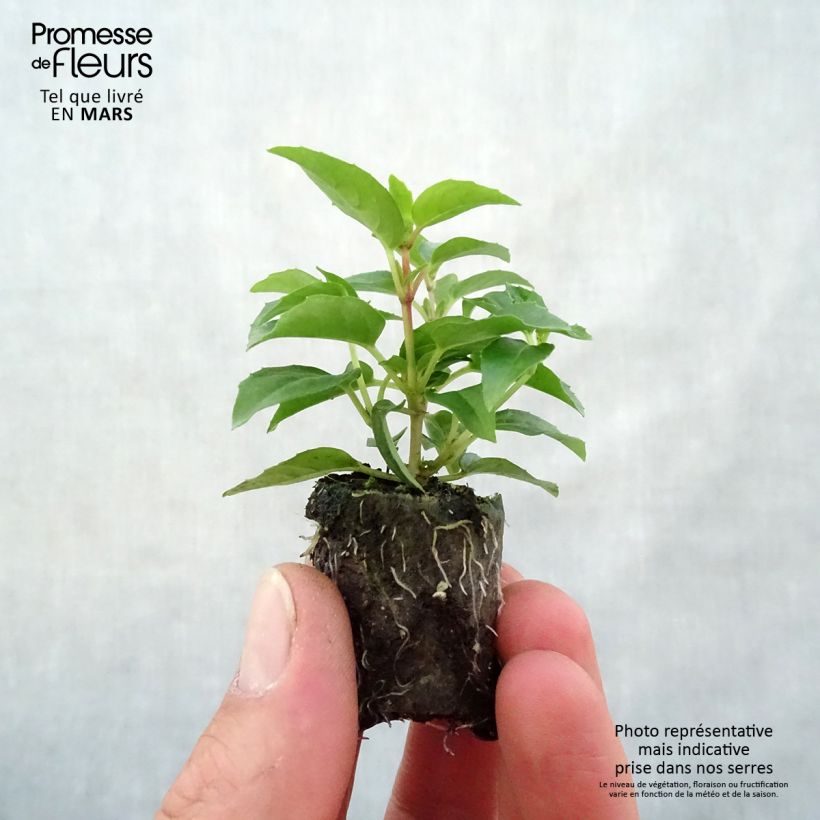 Example of Fuchsia Bella Sophia - Fucsia mini zolla... as you get in printemps