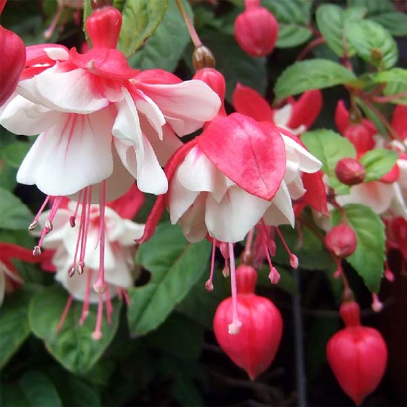 Fuchsia Swingtime - Fucsia (Fioritura)
