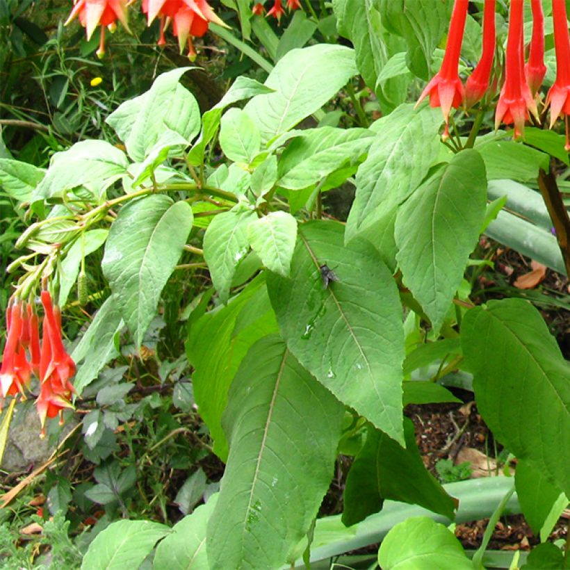 Fuchsia triphylla - Fucsia (Foliage)