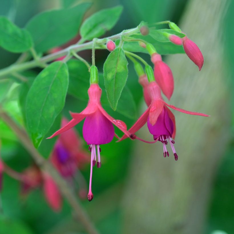Fuchsia alpestris - Fucsia (Flowering)
