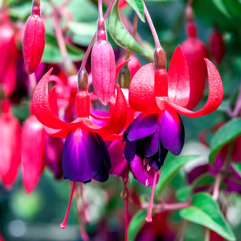 Fuchsia Charming - Fucsia (Flowering)