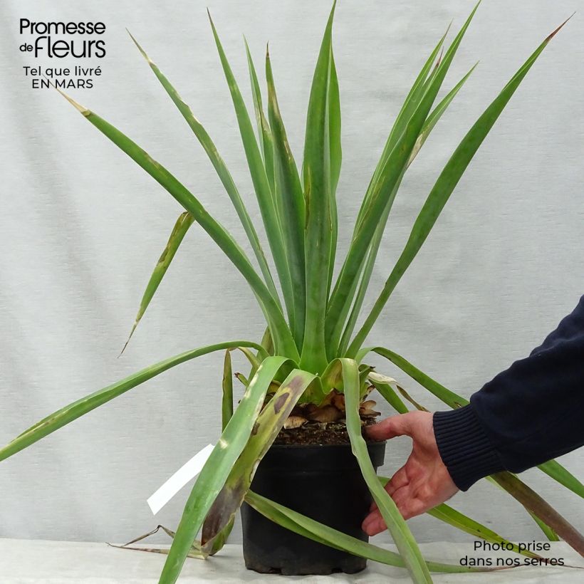 Example of Furcraea longaeva Vaso da 4L/5L as you get in printemps