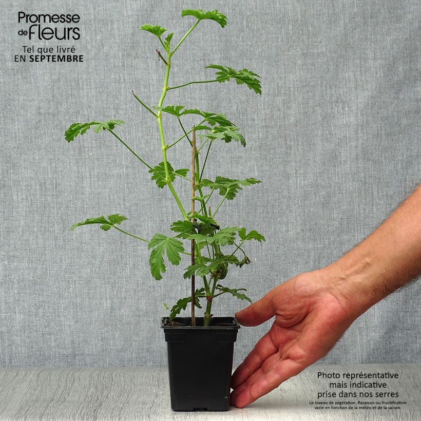 Esemplare di Pelargonium Paton's Unique - Geranion odoroso Vasetto da 7/8 cm come consegnato in autunno