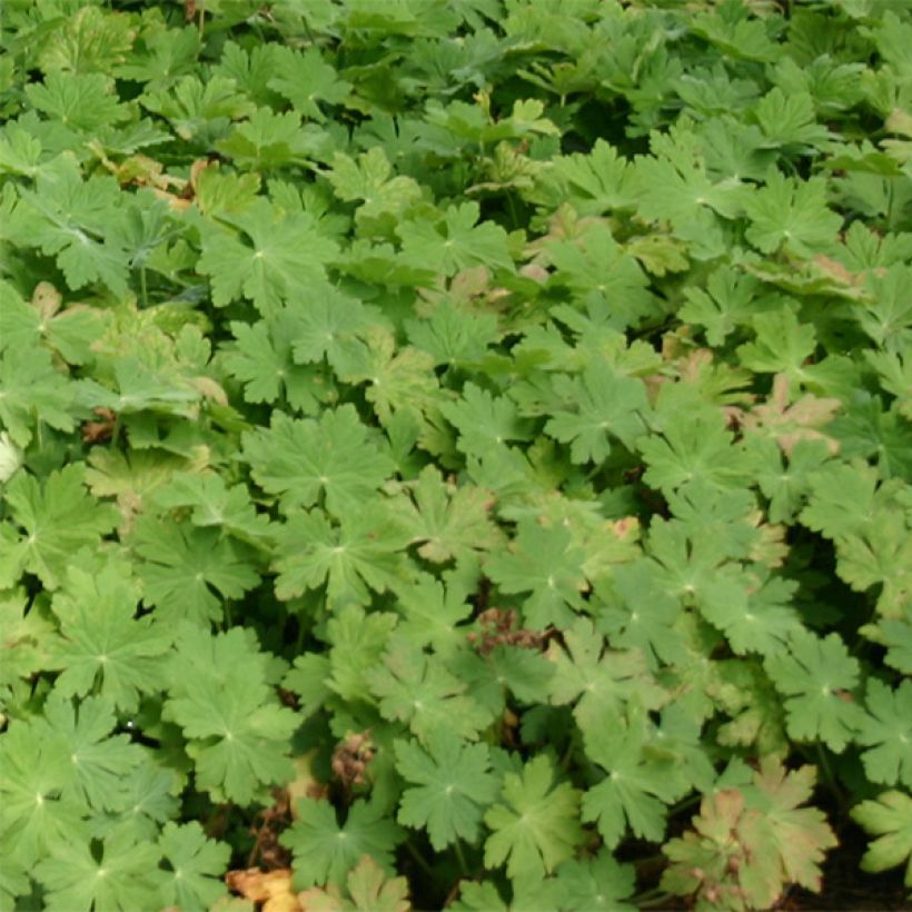 Geranium macrorrhizum Bevan's Variety (Fogliame)