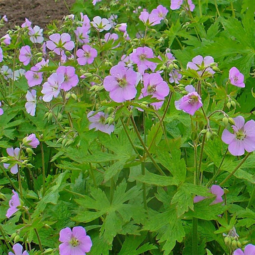Geranium maculatum (Fioritura)