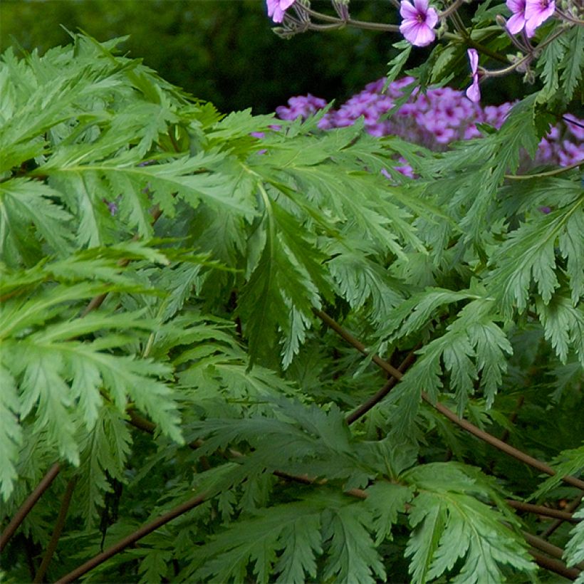 Geranium maderense (Foliage)
