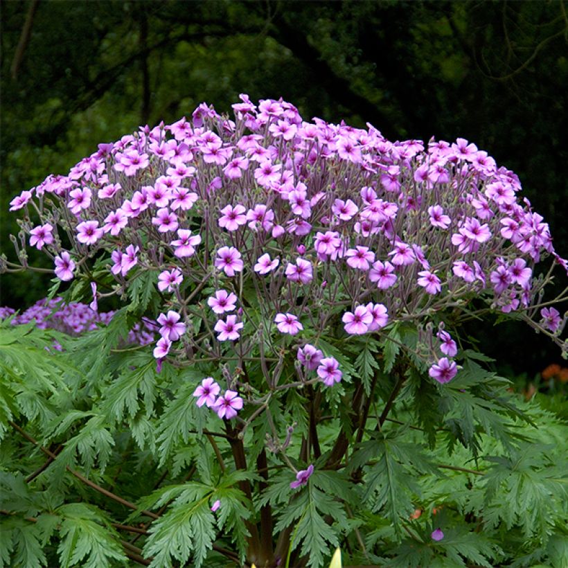 Geranium maderense (Plant habit)