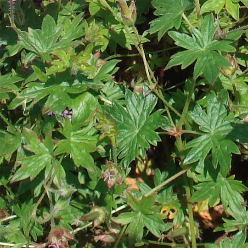 Geranium sanguineum Blushing Turtle - Geranio sanguigno (Foliage)