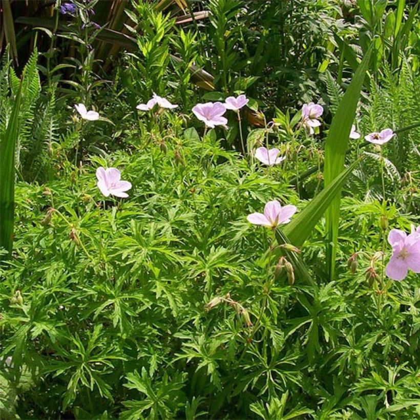 Geranium clarkei Kashmir Pink (Porto)