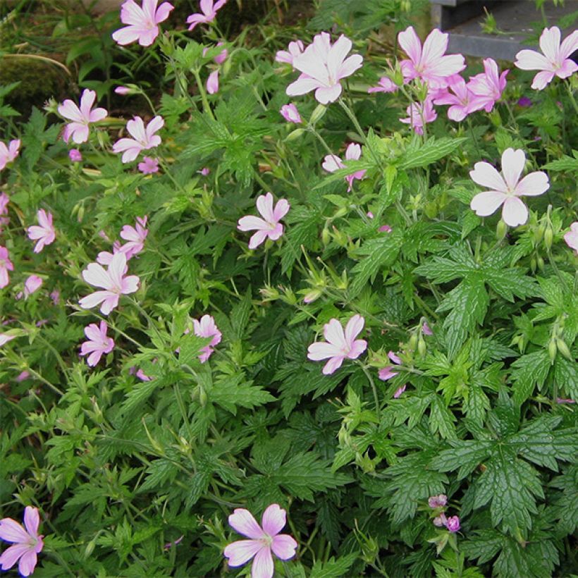 Geranium endressii (Plant habit)