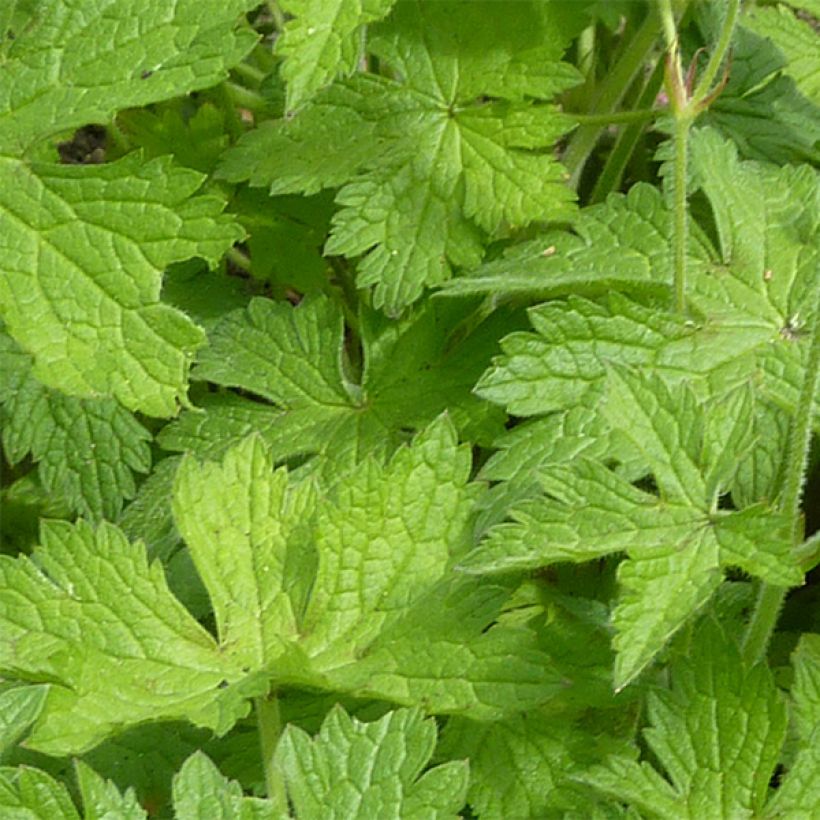 Geranium endressii Beholder's Eye (Foliage)