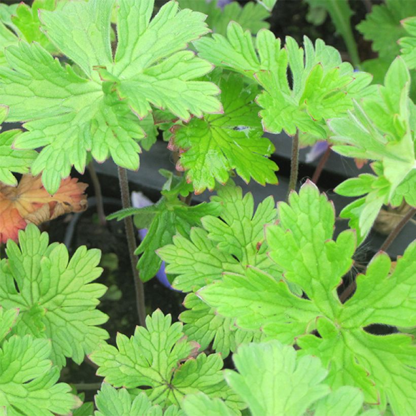 Geranium himalayense (Foliage)