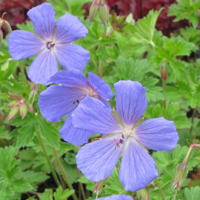 Geranium himalayense (Flowering)