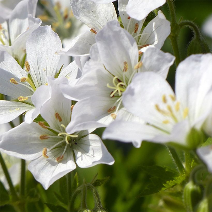 Geranium maculatum var. album (Flowering)