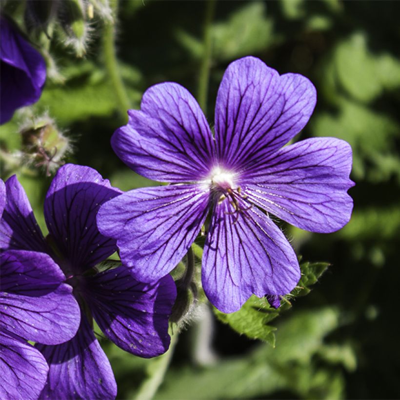 Geranium magnificum Rosemoor (Flowering)
