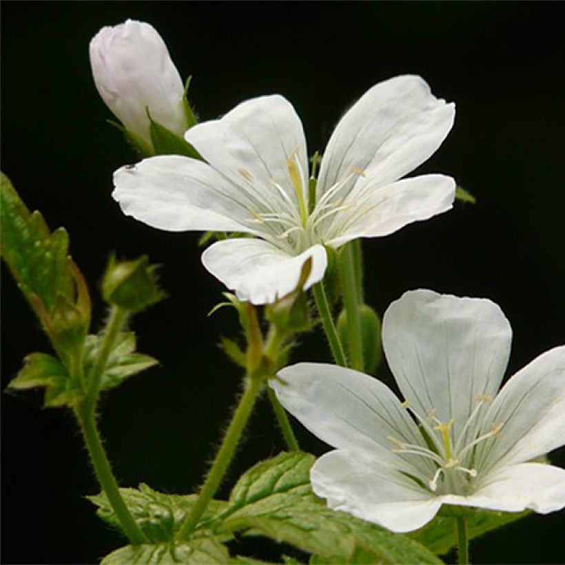 Geranium nodosum Silverwood - Geranio nodoso (Fioritura)