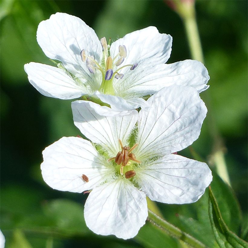 Geranium richardsonii (Fioritura)