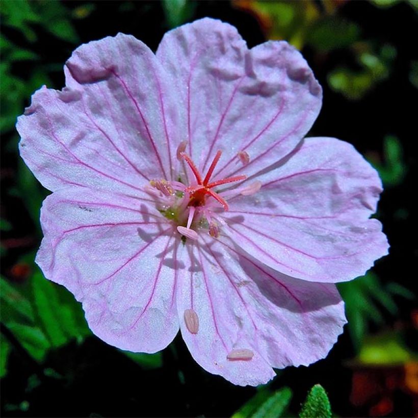 Geranium sanguineum Compactum - Geranio sanguigno (Flowering)