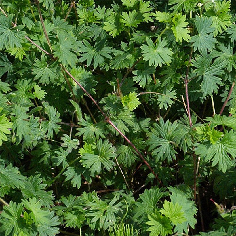 Geranium sanguineum Elsbeth - Geranio sanguigno (Foliage)