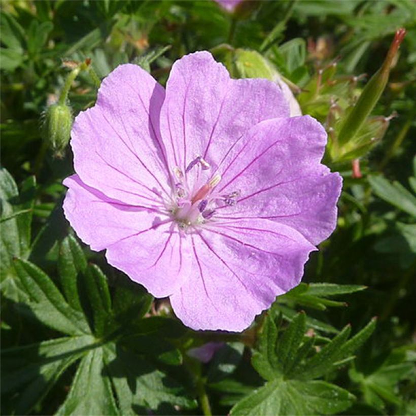 Geranium sanguineum Elsbeth - Geranio sanguigno (Flowering)