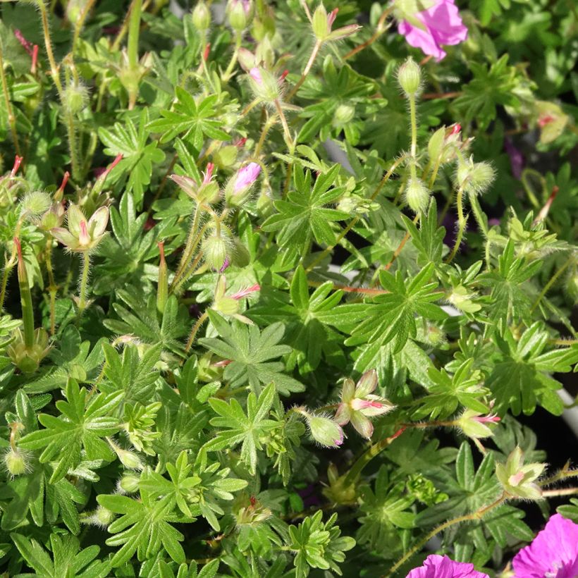 Geranium sanguineum Frivolius Purple - Geranio sanguigno (Fogliame)