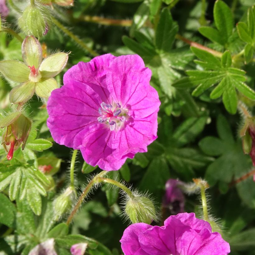 Geranium sanguineum Frivolius Purple - Geranio sanguigno (Fioritura)