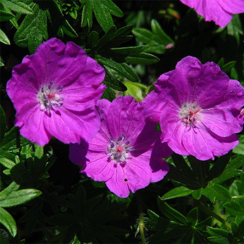 Geranium sanguineum Max Frei - Geranio sanguigno (Flowering)