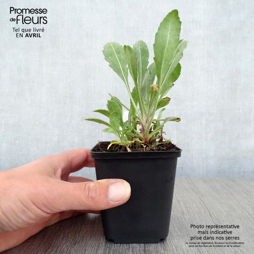 Example of Gaillardia grandiflora Burgunder Vasetto da 7/8 cm as you get in printemps