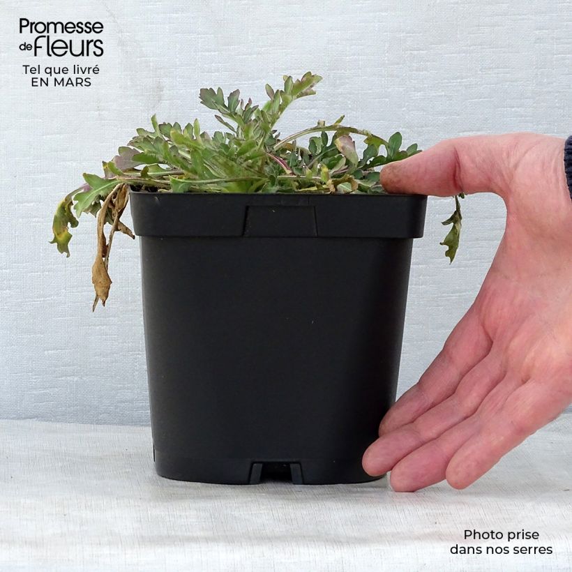 Example of Gaillardia grandiflora Burgunder Vaso da 2L/3L as you get in printemps