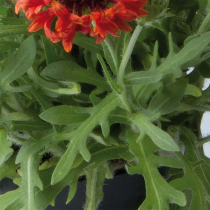 Gaillardia Fanfare Blaze (Fogliame)