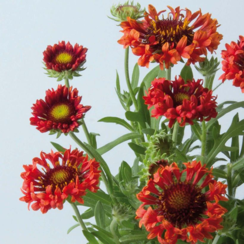 Gaillardia Fanfare Blaze (Fioritura)